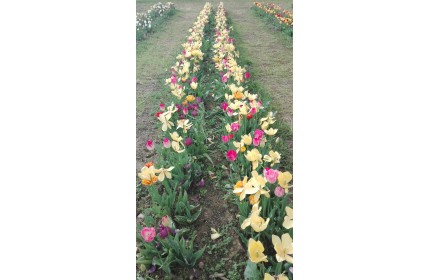 Tulipani a Firenze